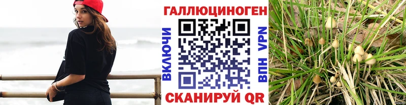 Купить где  Сокол  Псилоцибиновые грибы Cubensis 